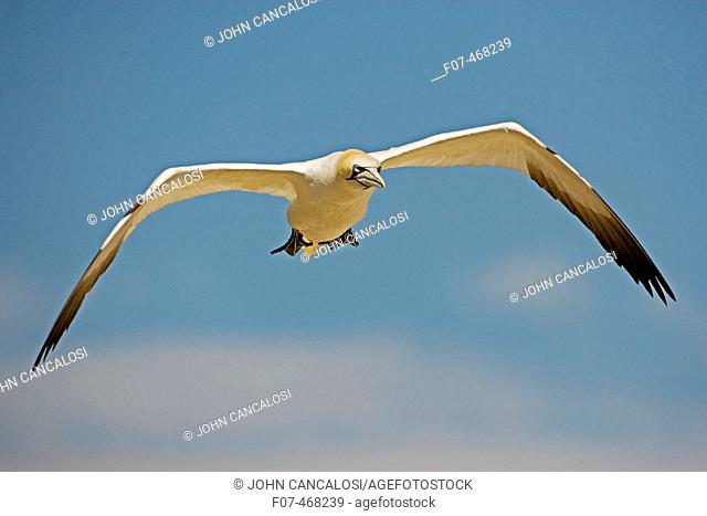 Northern Gannet (Morus bassanus) - Canada - In flight - Large white seabird  with long black tipped wings and pointed tail - Six foot wingspan - High-diving  -...