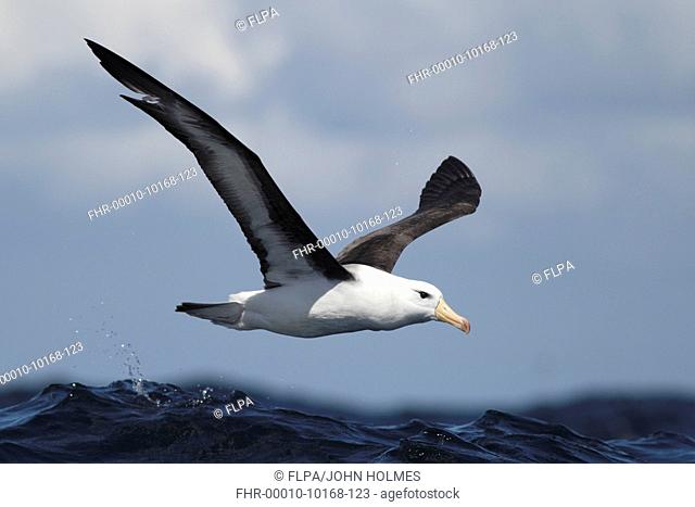 Black-browed Albatross Thalassarche melanophrys adult, in flight over sea, off Cape Town, Western Cape, South Africa, September