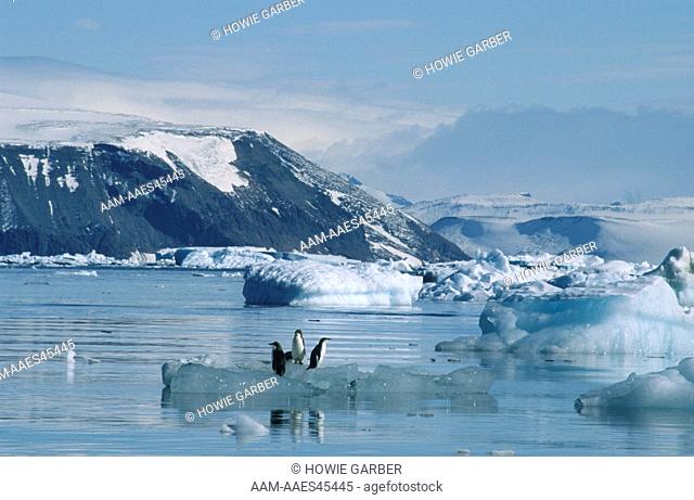 Adelie Penguins (Pygoscelis adeliae) on an iceberg , Antarctic Peninsula