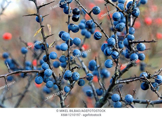Blackthorn or sloe Prunus spinosa in fruits  Fuentes Carrionas y Fuente del Cobre Natural Park  Palencia, Castile and Leon, Spain, Europe