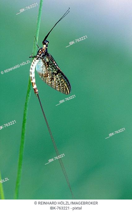 Green Drake Mayfly, Dayfly (Ephemera danica), Tauber Giessen, Germany, Europe