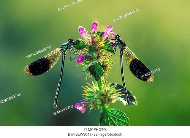 banded blackwings, banded agrion, banded demoiselle Calopteryx splendens, Agrion splendens, two males covered with dew, Germany