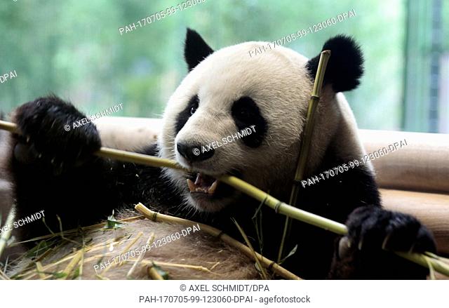 One of the two panda pears from China sits and chews on bamboo during the opening of the new panda bear enclosure at the Berlin Zoo, Germany, 05 July 2017