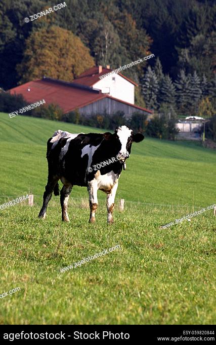 Schwarzbunte Kuh, im Hintergrund Bauernhof