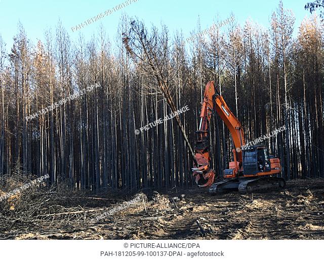 05 December 2018, Brandenburg, Treuenbrietzen: Burnt pines are felled in the forest fire area on the B 102. Several hundred hectares of forest were destroyed by...