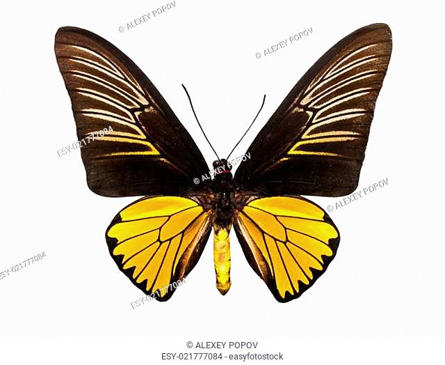 Butterfly Troides Magellanus