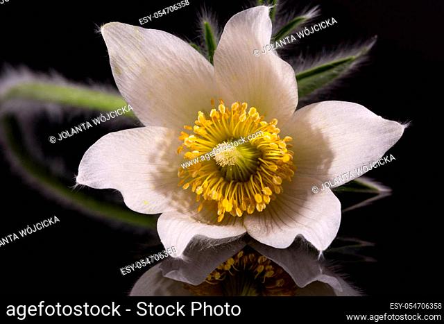 Flower of white Pulsatilla vulgaris alba ( pasqueflower) isolated on black background, close up