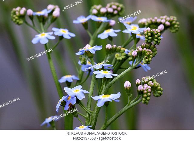 Water Forget-me-not or True Forget-me-not (Myosotis palustris) blossoming in a small brook - Region Hesselberg, Bavaria/Germany