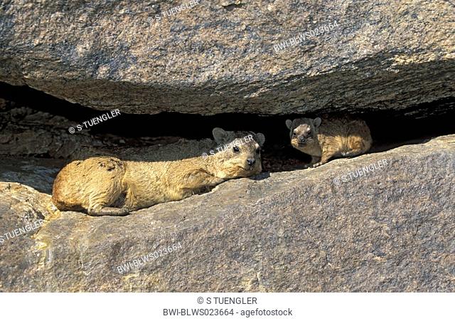 common rock hyrax, rock dassie Procavia capensis, mother and young resting between rock crack, South Africa, Northern Cape, Augrabies Falls NP