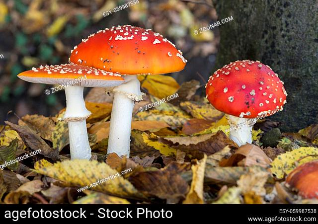 three Amanita muscaria or fly agaric fungus in german nature