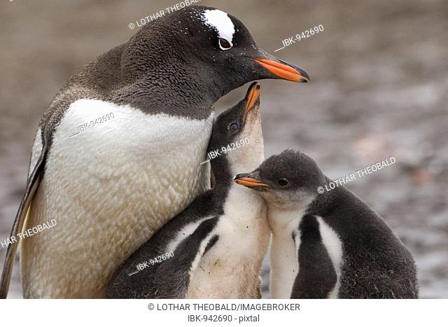 Gentoo Penguin (Pygoscelis papua) family, Aitcho Island, Antarctica