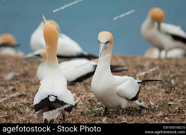Australasian gannets Morus serrator courting. Plateau Colony. Cape Kidnappers Gannet Reserve. North Island. New Zealand