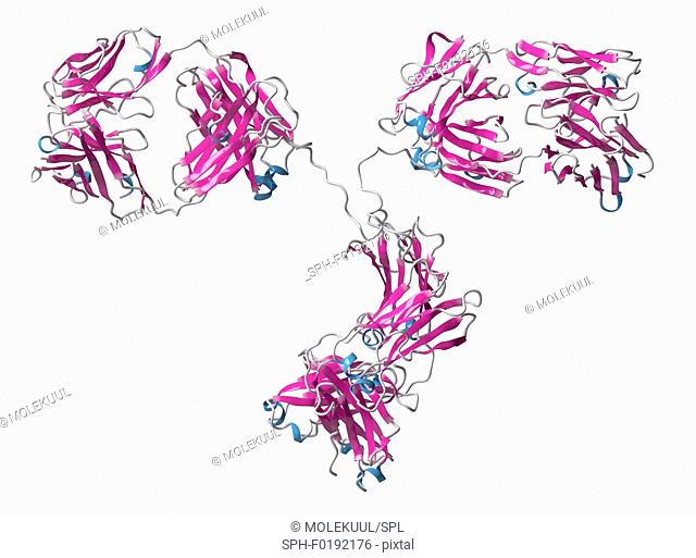 Monoclonal antibody IgG2a molecule, illustration