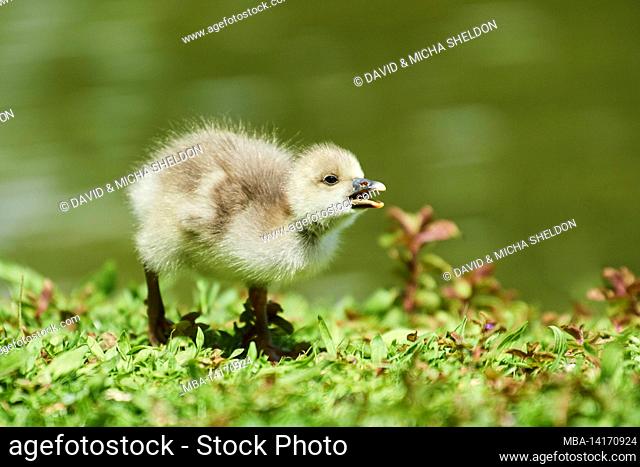 white-fronted goose chick (anser albifrons) stands in a meadow and calls, bavaria, germany
