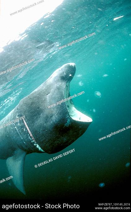 The vast mouth of a basking shark filters jellyfish and plankton from the rich waters off the Isle of Man  Date: 17/08/2004  Ref: ZB787-109149-0074  COMPULSORY...