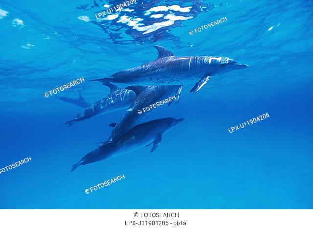 Medium Group of Spotted Dolphins are Swimming By The Water Surface