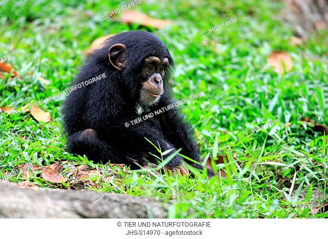 Chimpanzee, (Pan troglodytes troglodytes), young resting, Africa