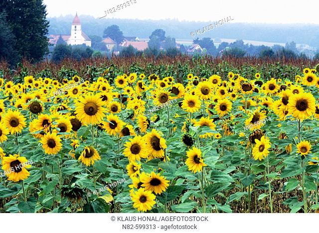 Sunflowers field near a village in Franconia - Bavaria/Germany