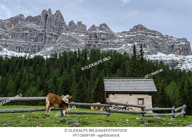 Federa, Becco di mezzodi, Cortina d'Ampezzo, Dolomiti, Dolomites, Veneto, Italy. Cow at Federa