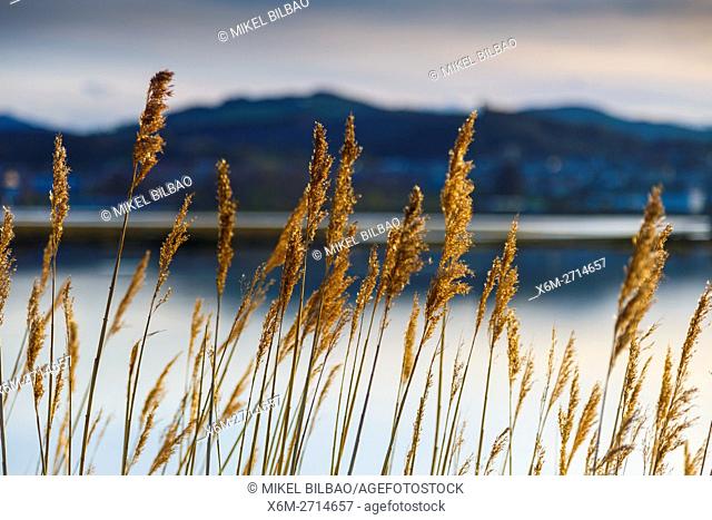 Common reeds (Phragmites australis). Santoña, Victoria and Joyel Marshes Natural Park. Colindres, Cantabria, Spain