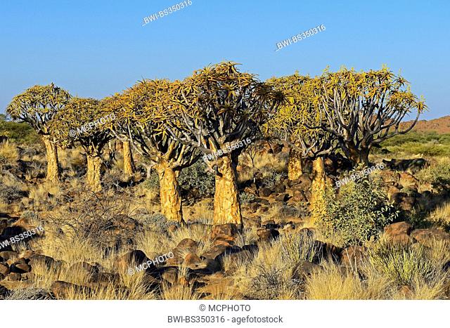 Kokerboom, Quivertree, Quiver Tree (Aloe dichotoma), in evening light, Namibia, Keetmanshoop