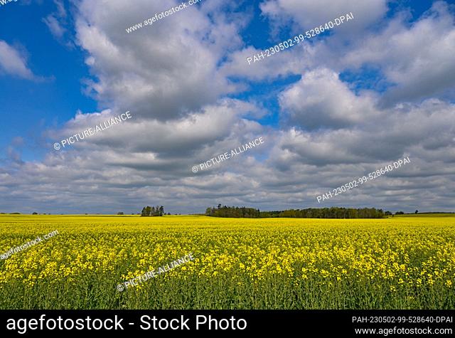 02 May 2023, Brandenburg, Heinersdorf: Clouds pass over the landscape with a bright yellow blooming canola field. Photo: Patrick Pleul/dpa