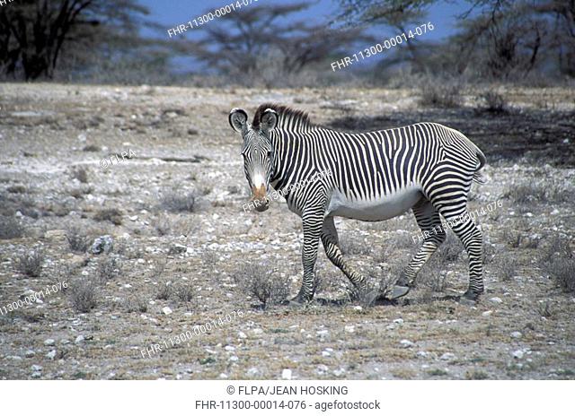 Zebra - Grevys Equus grevyWalking / Buffalo Springs Nature Reserve, Kenya