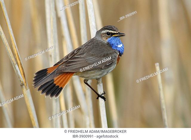 Bluethroat (Luscinia svecica cyanecula) displaying male perched on reed, Lauwersmeer National Park, Holland, The Netherlands