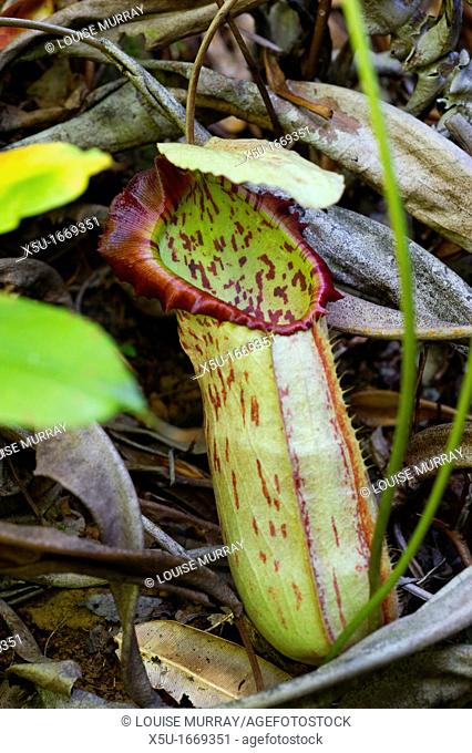 Nepenthes attract prey to their pitchers through actively attractive colours, sugary nectar, and even sweet scents to their largely insect prey  The plants...