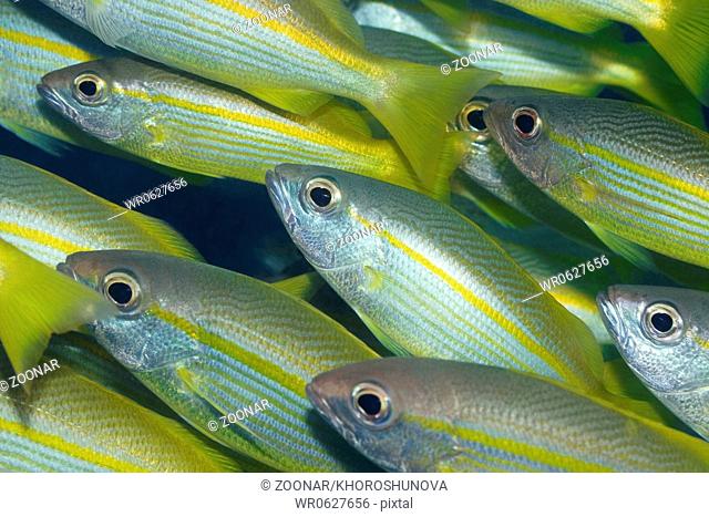 Yellow-fins Goat-fishes