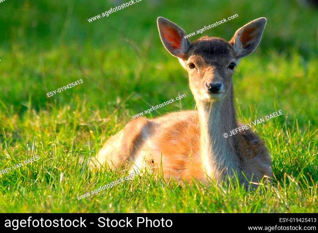 blurred shot of a deer in the grass