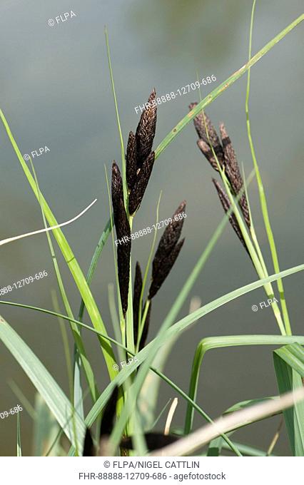 Common or black sedge, Carex nigra, flowering on bank of canal, Kennet and Avon Canal, Hungerford, Berkshire, England, April