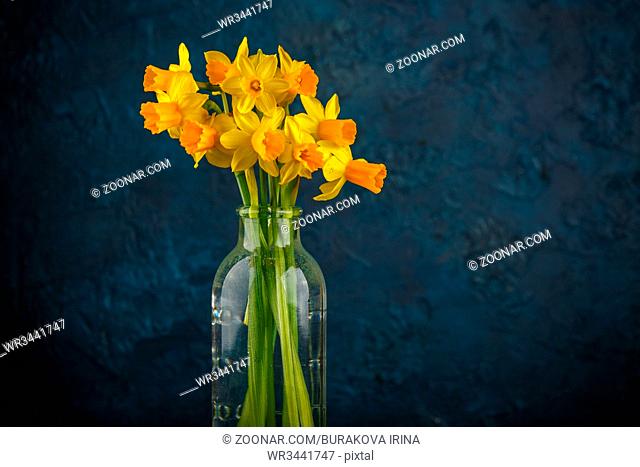 Bright spring yellow miniature daffodils in glass bottles