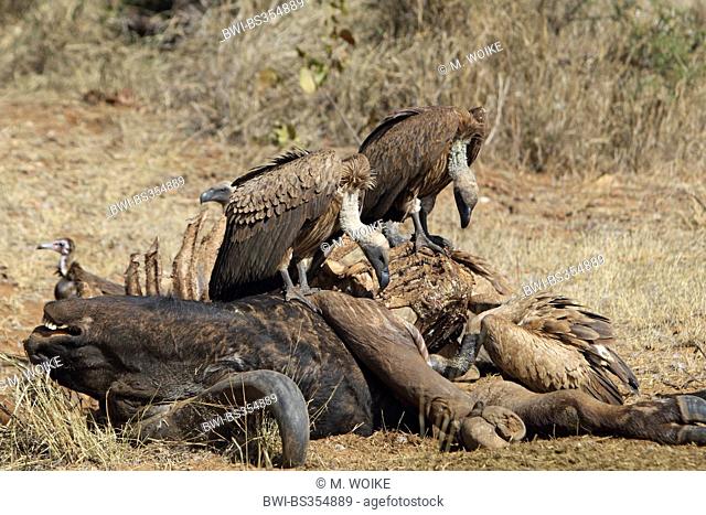 African white-backed vulture (Gyps africanus), vultures feeding on a dead buffalo, South Africa, Kruger National Park