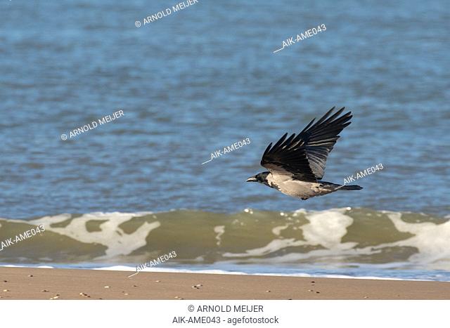 Wintering Hooded Crow (Corvus cornix) at the beach of Katwijk in the Netherlands. Scarce winter guest in Holland