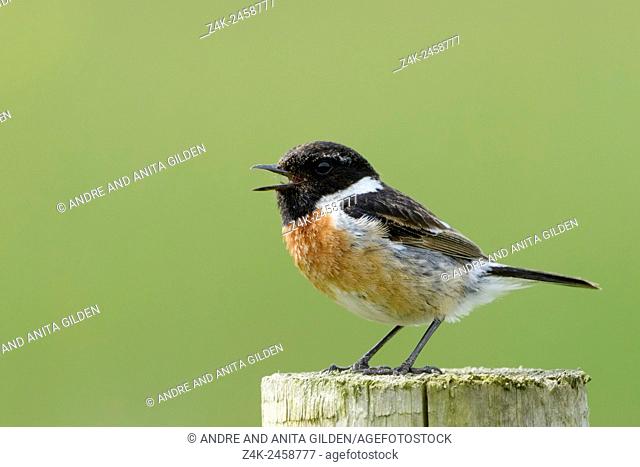Common Stonechat (Saxicola torquata) standing and singing on a pole