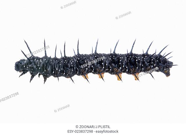 Black caterpillar with white spots on a white background