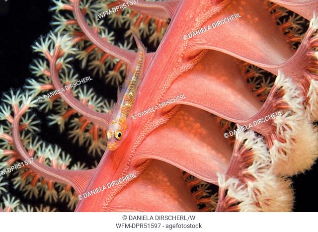 Goby inside Sea Pen, Bryaninops sp., Virgularia sp., Alam Batu, Bali, Indonesia