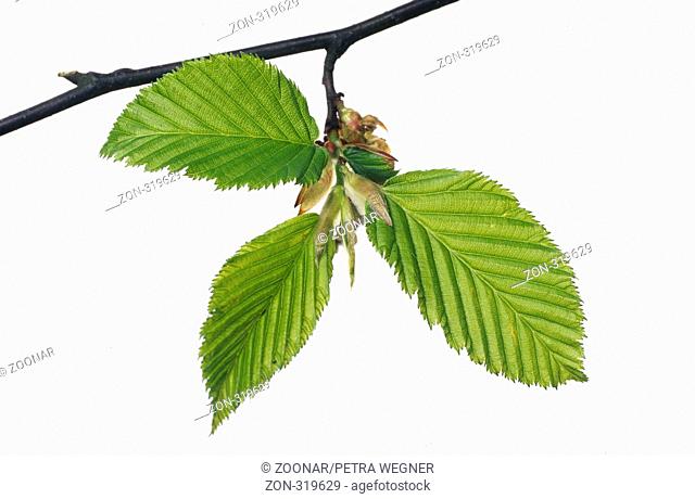 Weissbuche, Hainbuche, carpinus betulus, european hornbeam, common hornbeam, charme commun, carpe blanco