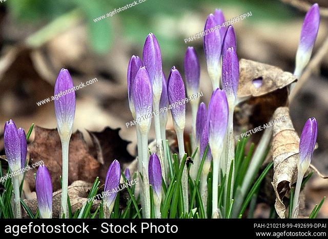 18 February 2021, North Rhine-Westphalia, Cologne: Crocuses are blooming by the wayside. With the warmer temperatures, the first spring flowers have appeared