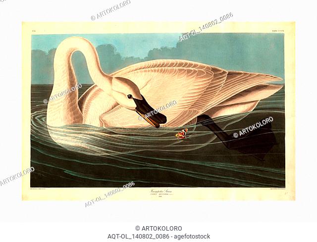 Robert Havell after John James Audubon, Trumpeter Swan, American, 1793 1878, 1838, hand colored etching and aquatint