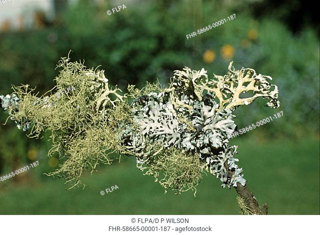 Lichen Usnea comosa left, growing on twig with Parmelia physodes, right