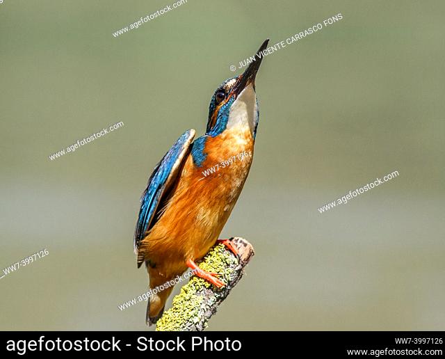 Kingfisher, Alcedo atthis, male perched on a branch, Comunidad valenciana, Spain