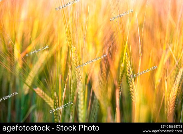 Golden ears of barley close up cornfield Background