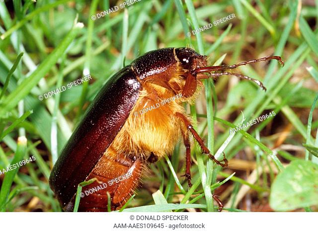 June Bug aka May Beetle (Phyllophaga sp.) Ithaca, New York