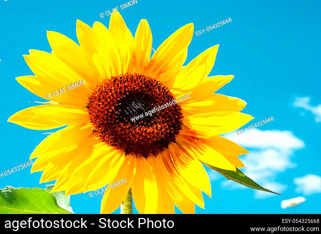 Wonderful yellow sunflower under the blue summer sky, with copy-space. Germany