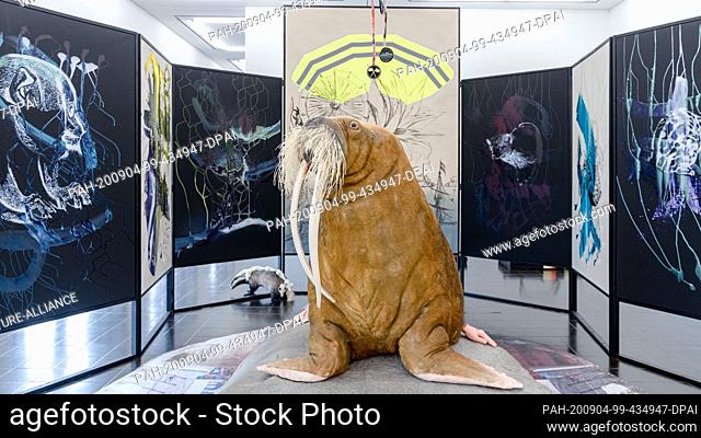 04 September 2020, Hamburg: The stuffed walrus Antje can be seen as part of the installation ""Arche endemisch"" by Helga Schmidhuber in the Galerie der...
