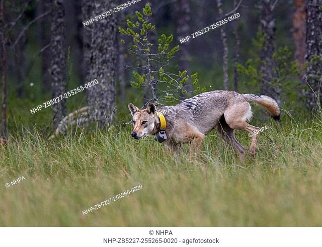 Grey Wolf (Canis lupus) wearing a radio collar out of forest. Kuhmo. Finland. July 2014