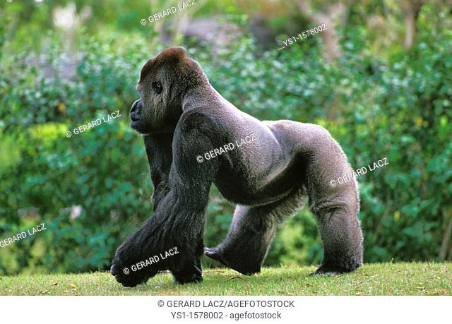Gorilla, gorilla gorilla, Silverback Adult Male standing on Grass