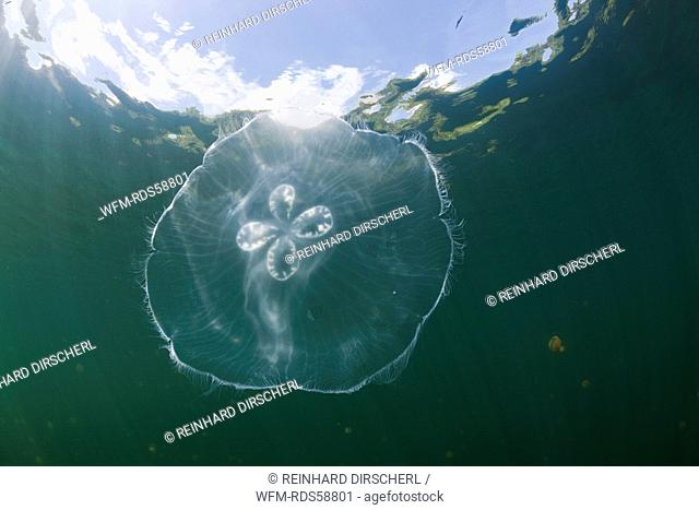 Giant Moon Jellyfish in Jellyfish Lake, Aurita aurita, Jellyfish Lake, Micronesia, Palau